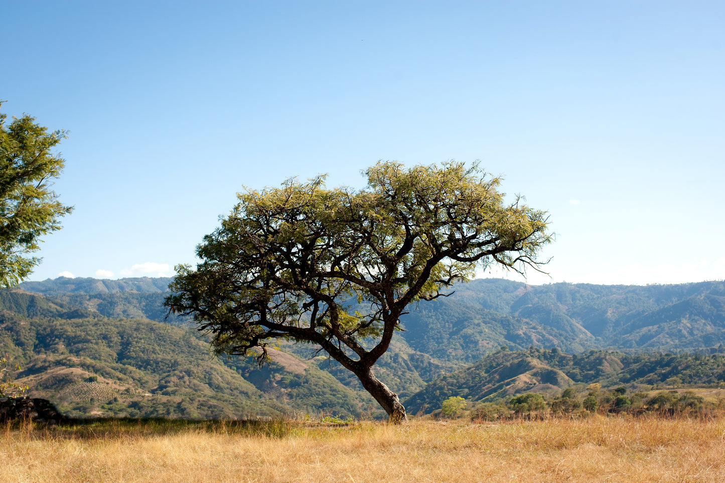 Brew Guide: Fresh Crop Blend - Guatemala