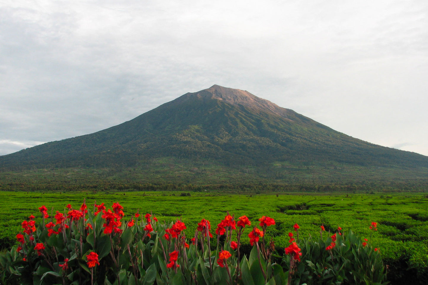 Sumatra Highlands Honey Brew Experience