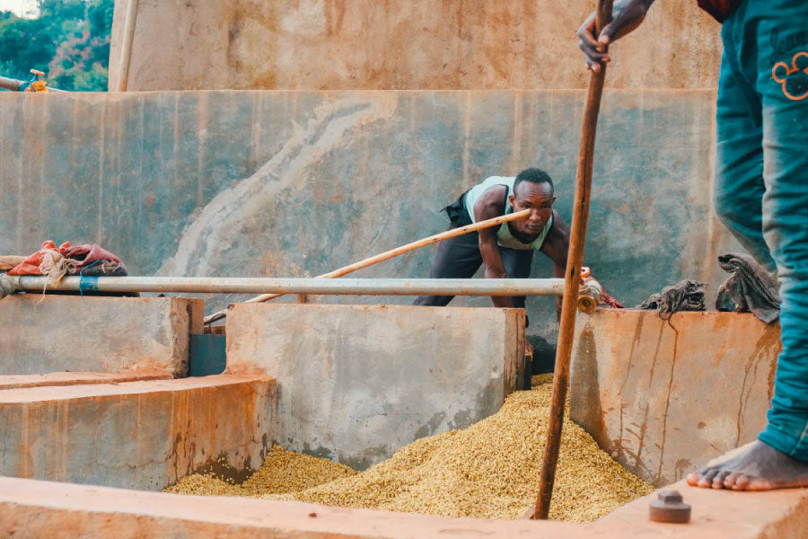 Ethiopia Molecha Brew Guide