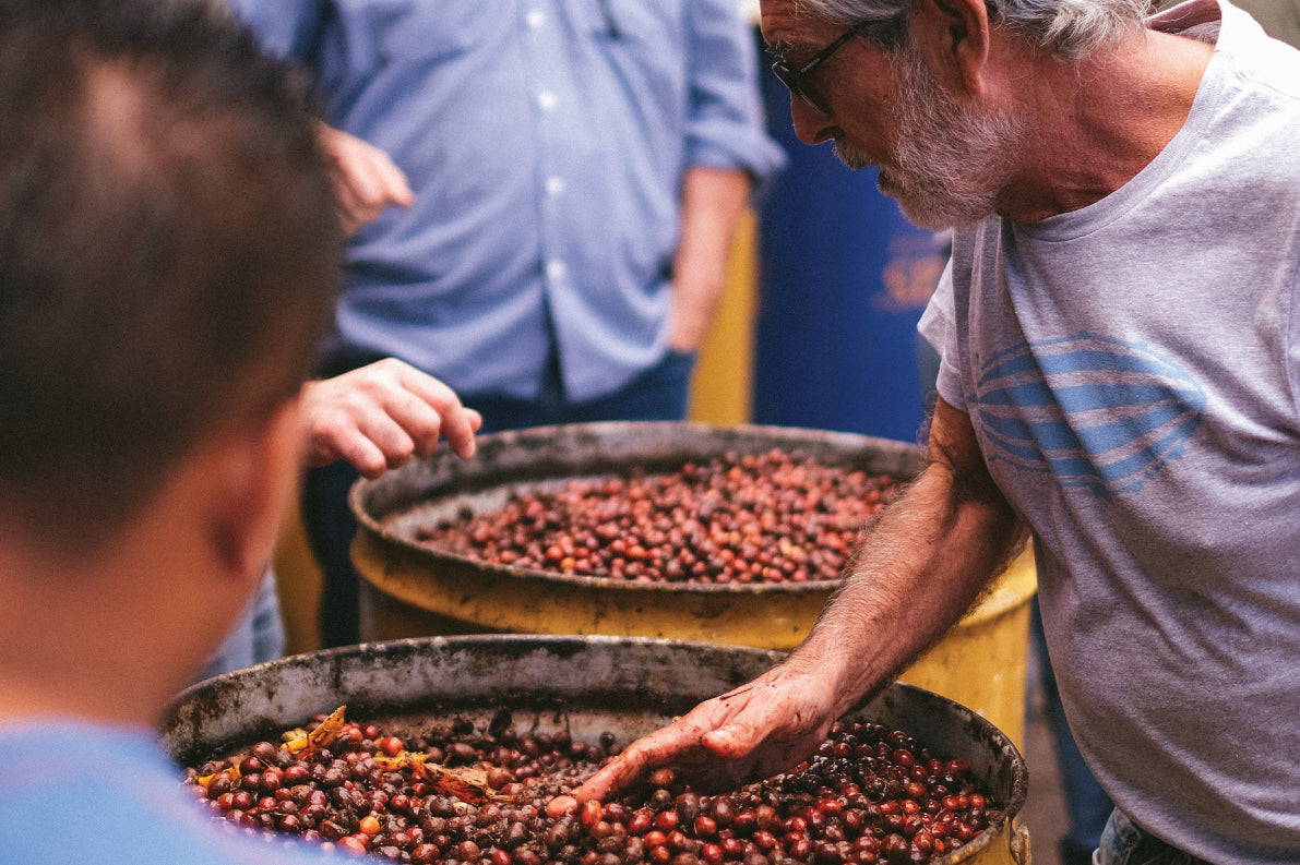 Airship Coffee's Pacamara Anaerobic coffee processing